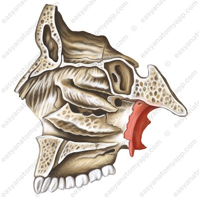 Медиальная пластинка крыловидного отростка клиновидной кости (lamina medialis processus pterygoidei ossis sphenoidalis)